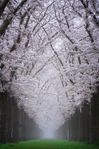 L'allée des cerisiers en fleurs par Martin Podt