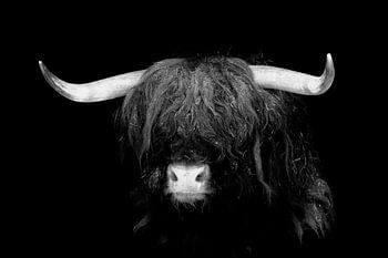 Scottish Highland cattle