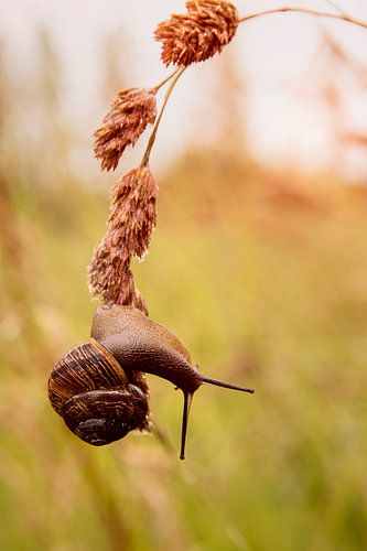 Snale takes a wrong turn