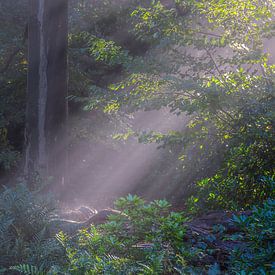 Sonnenharfen durch Wald von eric brouwer