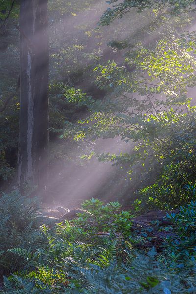 Sonnenharfen durch Wald von eric brouwer