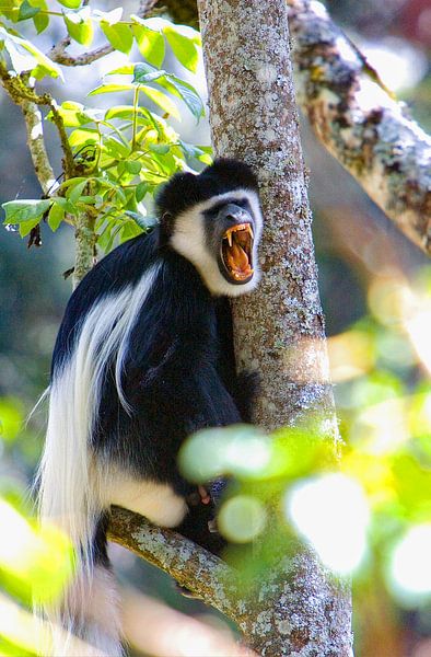 Colobus Monkey by Peter Michel
