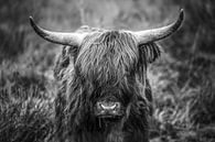 Schotse hooglander in Limburg van Richard Driessen thumbnail