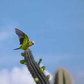 Caribische parkiet op cactus van Jochem van der Meer