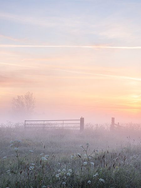 Foggy sunrise in the polder by Elise van den Boogaart