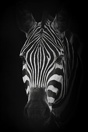 Zèbre dans l'obscurité – Portrait d'animal en noir et blanc