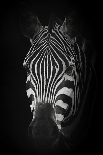 Zebra in the Dark – A Black-and-White Portrait of an Animal