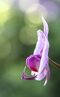 Roze orchidee