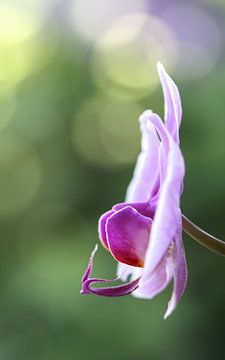Roze orchidee van Studio Zwartlicht