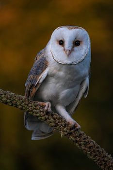 Kerkuil in herfstkleuren