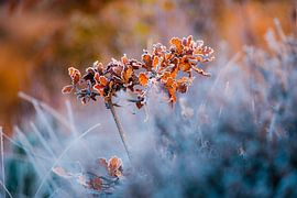 Christmas corsage by Nevelhart Photography