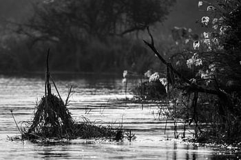 Rivierbeeld Okavanga