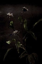 Mitternachtswildblume von Irene van de Wege