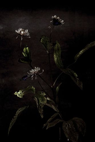 Midnight Wildflower