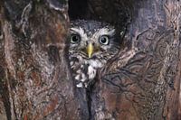 Steenuil (Athene noctua)