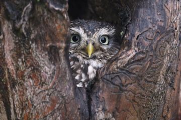 Steenuil (Athene noctua) van Ronald Pol