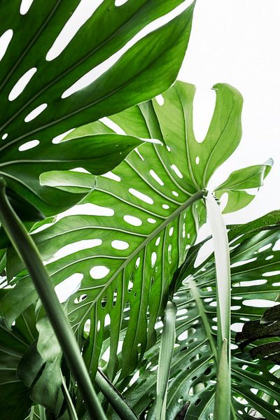 Jungle by Kathrin Pienaar