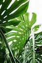 Jungle by Kathrin Pienaar thumbnail