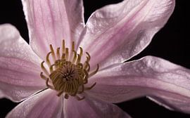 In stille Schoonheid