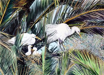 Egret family nests in palm trees