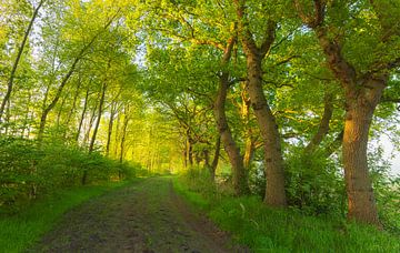 Zonsopkomst Oudemolen - Drenthe (Nederland) van Marcel Kerdijk