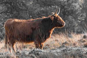 Schottischer Highlander in der Herbstsonne