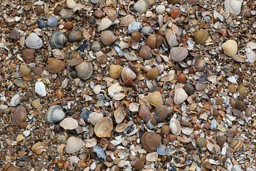 schelpen op het strand in zeeland