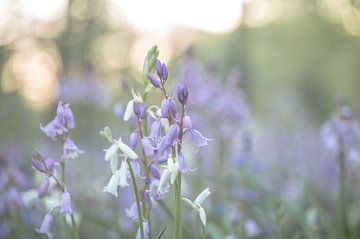 Blumen Teil 391 von Tania Perneel