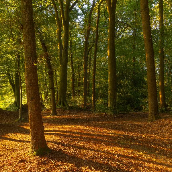 Sunrise in the forest (Groningen- Netherlands) by Marcel Kerdijk
