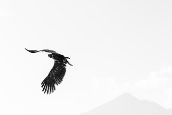Maître des airs