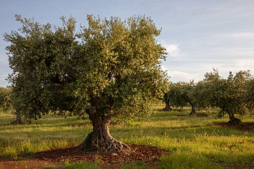 Olijfboom op boomgaard in de namiddag, zuid Italië