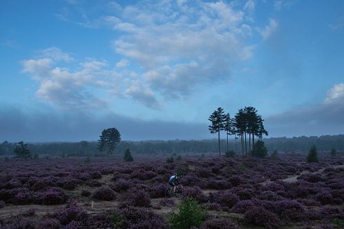 Heideveld Utrechtse heuvelrug Den treek Amersfoort mountainbike