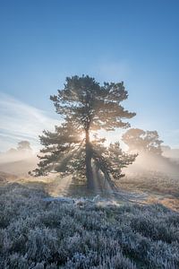 Pin sylvestre et rayons de soleil sur la lande au lever du soleil