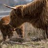 Highlander-Mutter wäscht Kalb von Marc van Tilborg