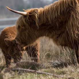 La mère d'un Highlander lave son veau sur Marc van Tilborg