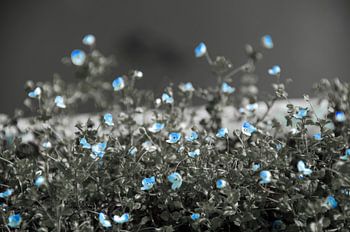 Small blue flowers