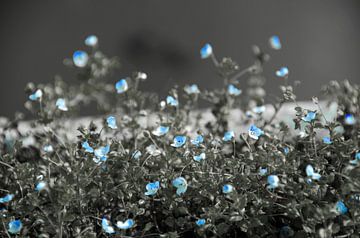 Kleine blauwe bloemetjes van Ellinor Creation