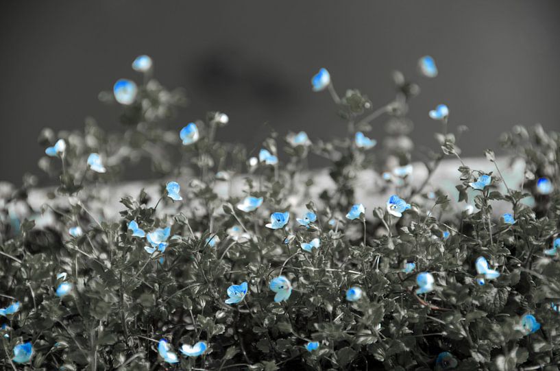 Kleine blauwe bloemetjes van Ellinor Creation