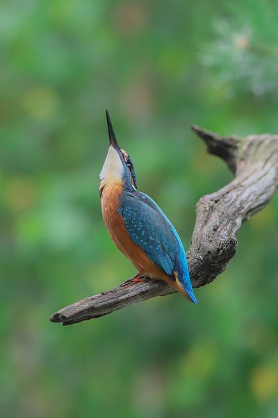 Ijsvogel van Karin van Rooijen Fotografie