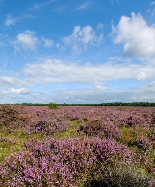 Pano Zuiderheide Laren North Holland, blind heathland by Martin Stevens