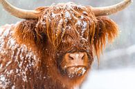 Portret van een Schotse Hooglander in de sneeuw van Sjoerd van der Wal Fotografie thumbnail