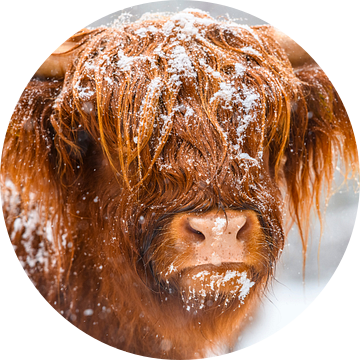 Portret van een Schotse Hooglander in de sneeuw van Sjoerd van der Wal Fotografie