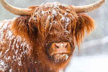 Portret van een Schotse Hooglander in de sneeuw