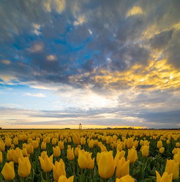 wijds tulpenveld van peterheinspictures