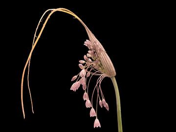 Bloemknop van Allium kunthianum van Bartel van den Berg