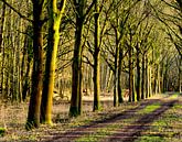 Herten in het bos. van Brian Morgan thumbnail