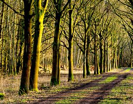 Herten in het bos.