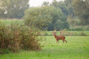 Ree in de uiterwaarden von Evert Jan Kip