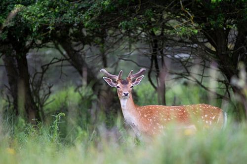 Oog in oog met een hert