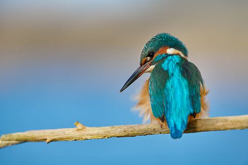 IJsvogel - Mister Blue